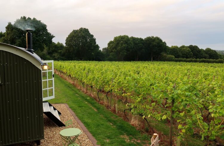 Green shepherd's hut with views over vineyard and trees beyond
