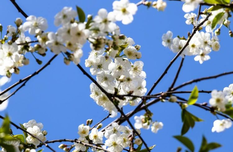 White cherry blossom with a blue sky in background