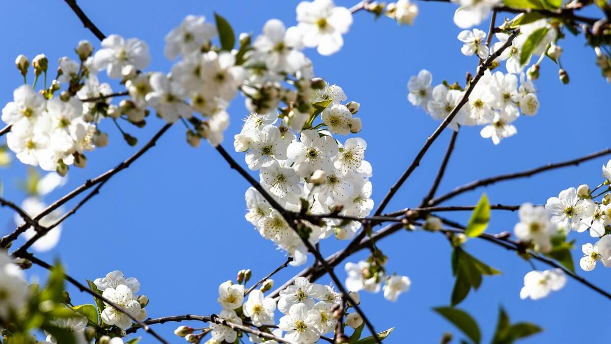 White cherry blossom with a blue sky in background