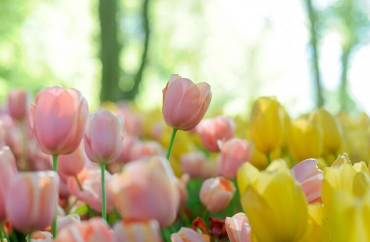 Pink and yellow tulips on a sunny spring day